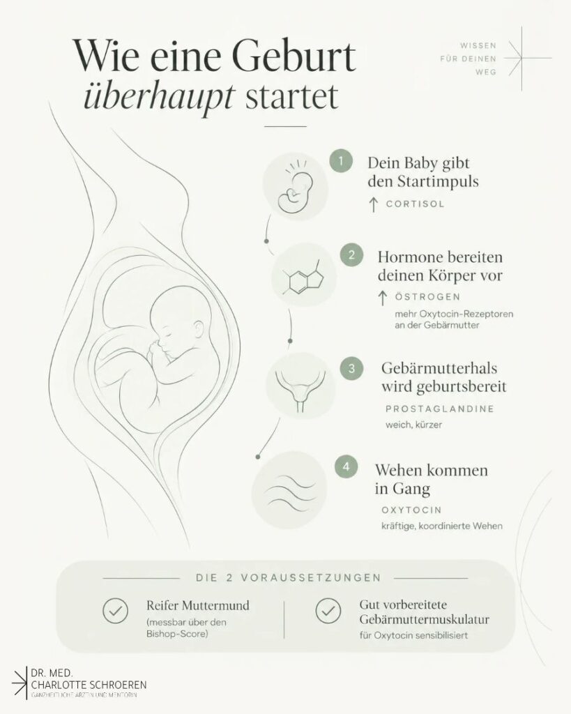 Wie die Geburt beginnt - Dr med Charlotte Schroeren